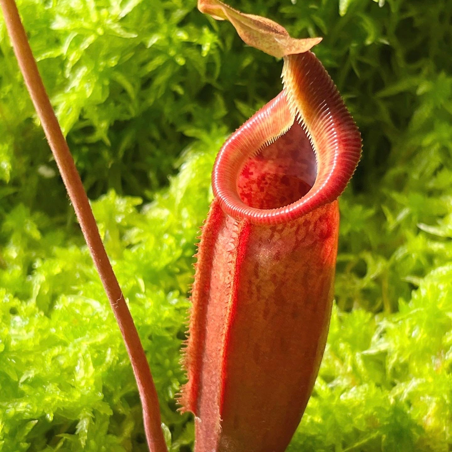 Nepenthes (veitchii x lowii) x mira BE-3910