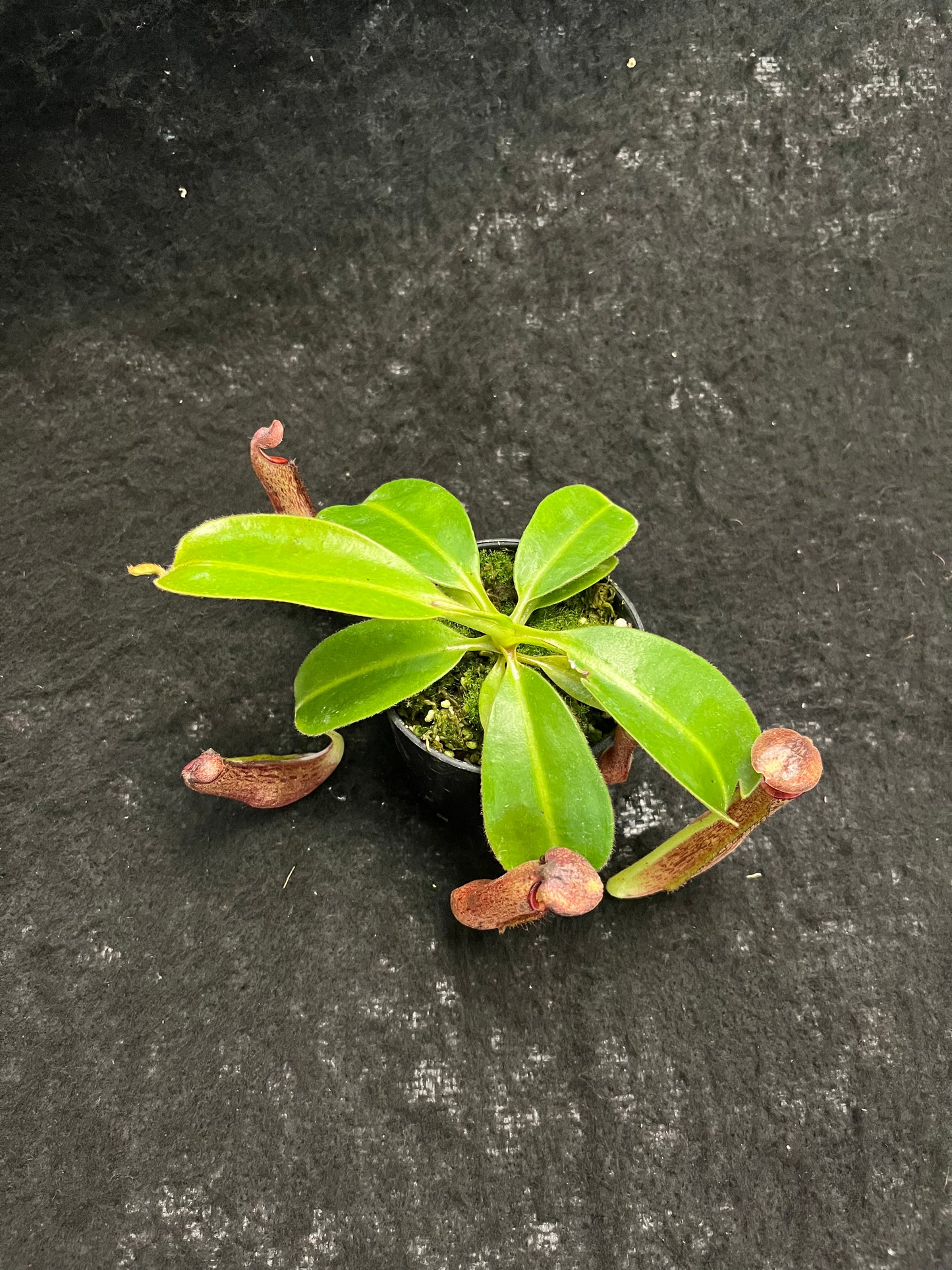 Nepenthes (glandulifera x boschiana) x (campanulata x veitchii)