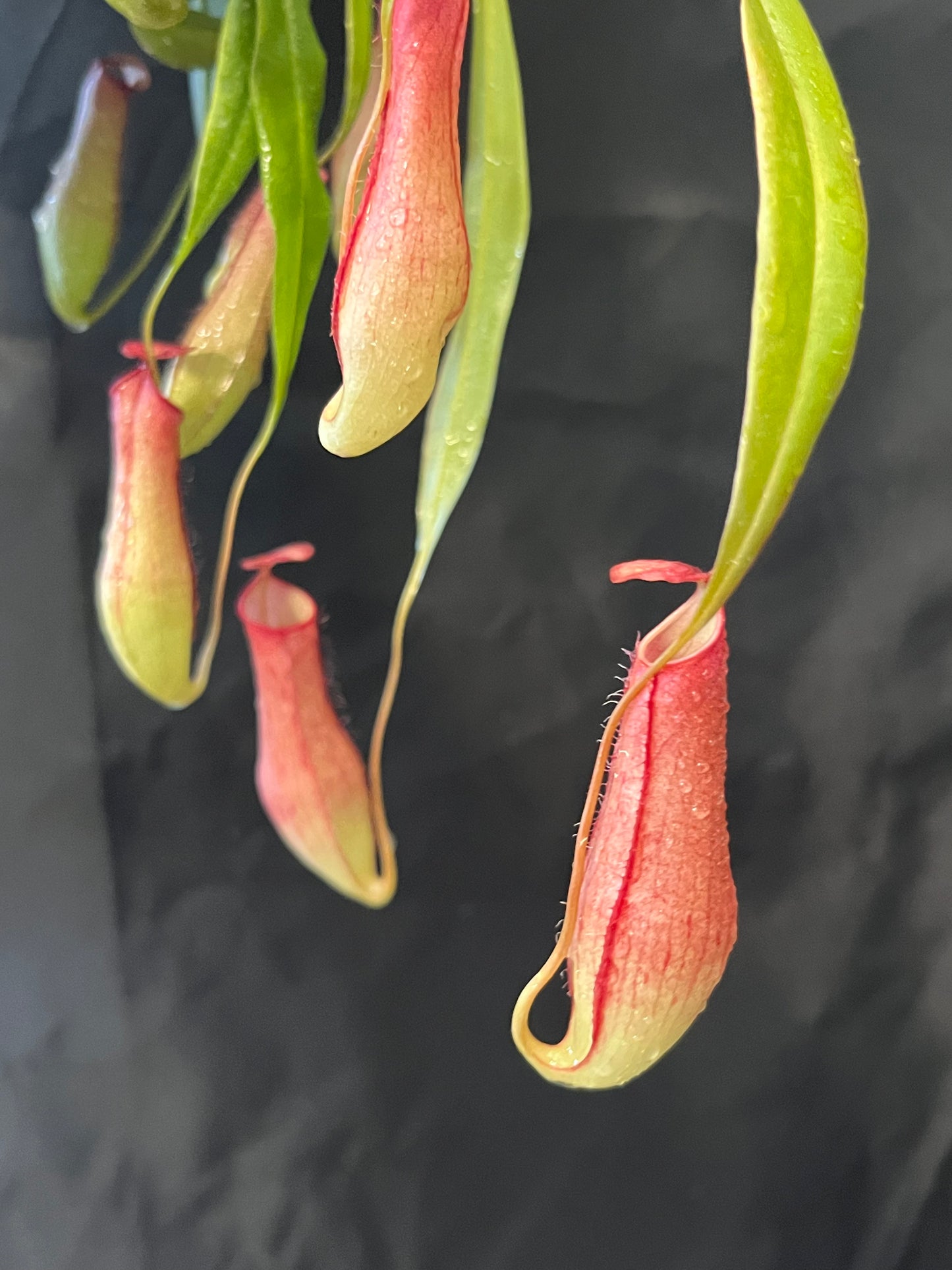 Nepenthes gracilis