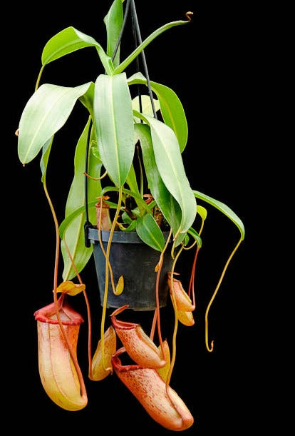 Nepenthes ventricosa x mira "Binky"