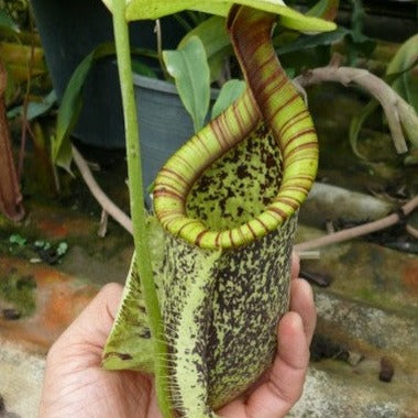 Nepenthes rafflesiana "Singapore giant"