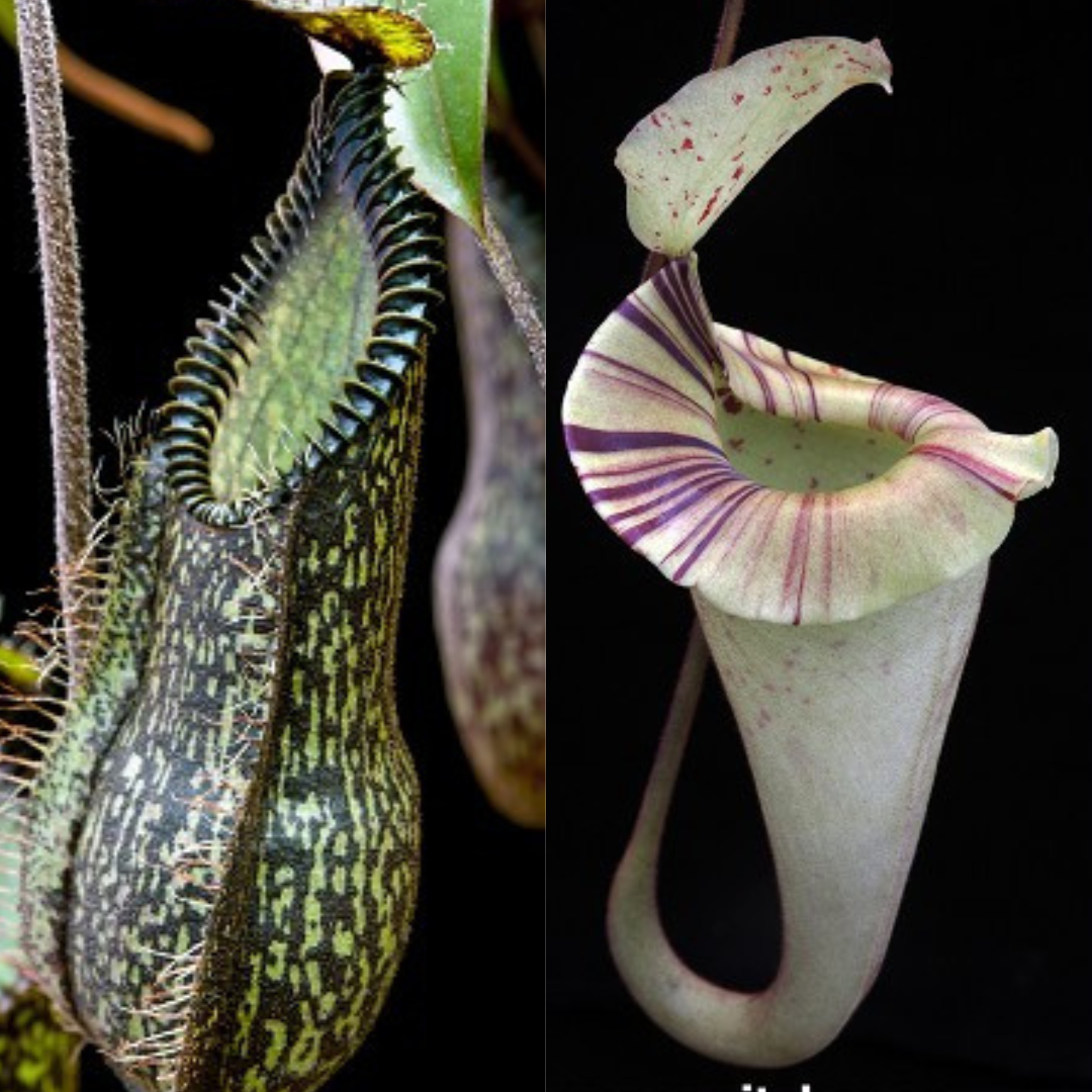 Nepenthes hamata x platychila BE-4043