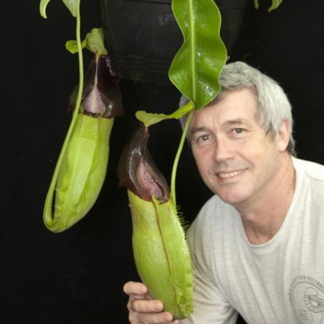 Nepenthes spathulata