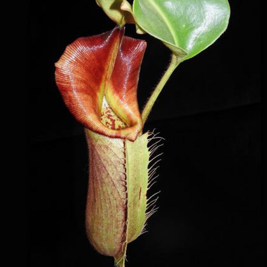 Nepenthes robcantleyi x veitchii