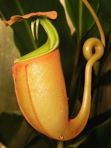 Nepenthes bicalcarata