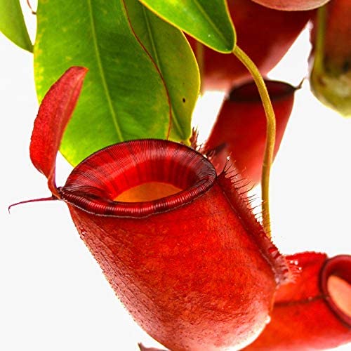 Nepenthes ampullaria x (sibuyanensis x ventricosa) ‘Diana’