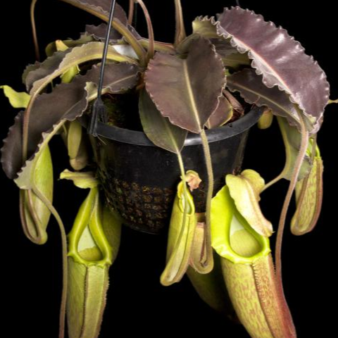 Nepenthes maxima "wavy leaf"