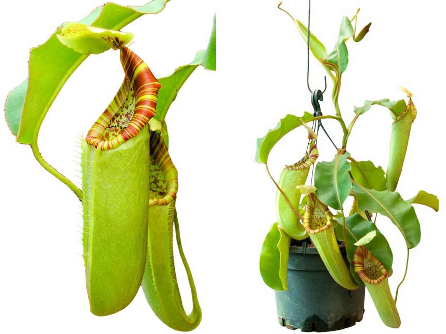 Nepenthes chaniana x veitchii