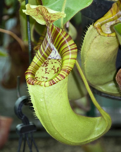 Nepenthes chaniana x veitchii