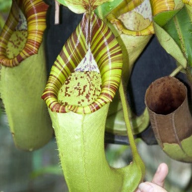 Nepenthes chaniana x veitchii