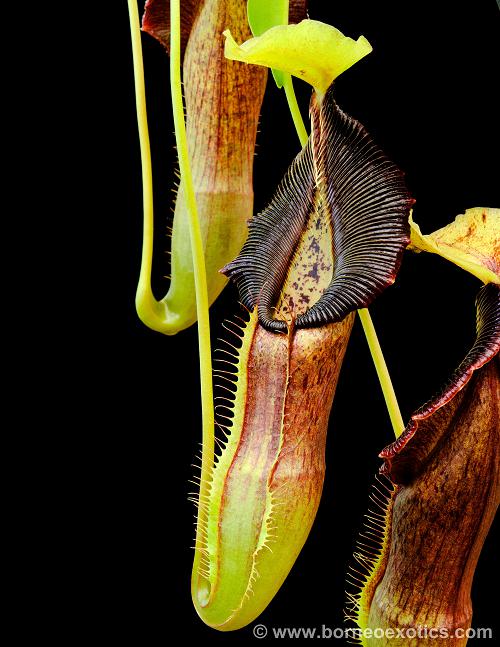 Nepenthes singalana BE-3170