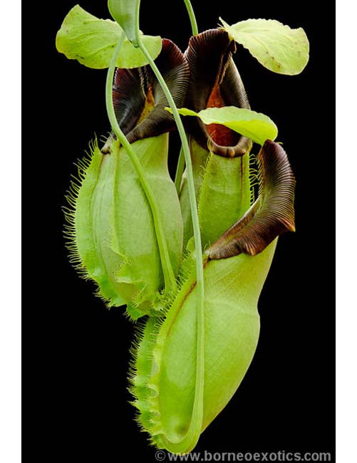 Nepenthes spathulata