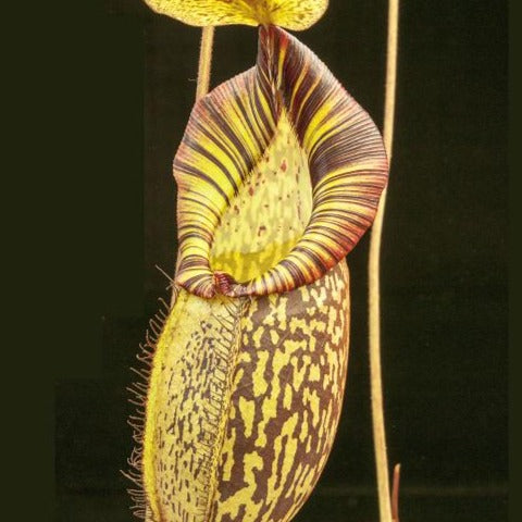 Nepenthes spectabilis x mira