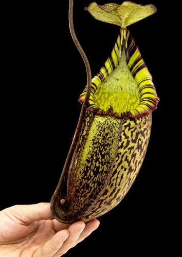 Nepenthes spectabilis x mira