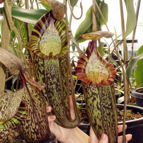 Nepenthes spectabilis Perkinson Giant