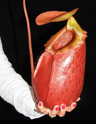 Nepenthes sibuyanensis x merrilliana BE-3542