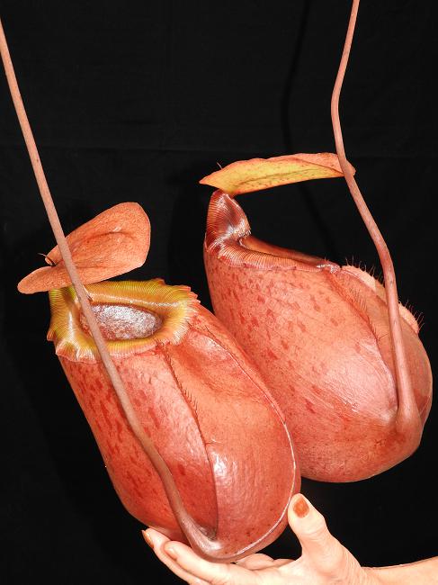 Nepenthes sibuyanensis x merrilliana BE-3542