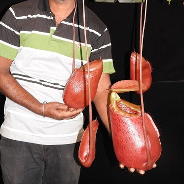 Nepenthes sibuyanensis x merrilliana BE-3542