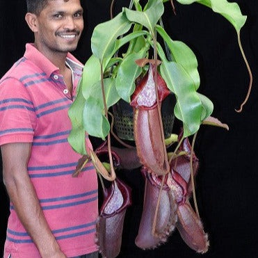 Nepenthes densiflora x robcantleyi BE-3573