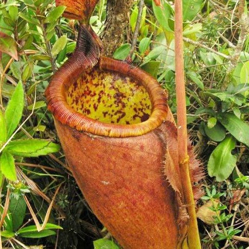 Nepenthes palawanensis