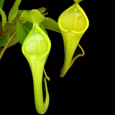 Nepenthes chaniana BE-3673