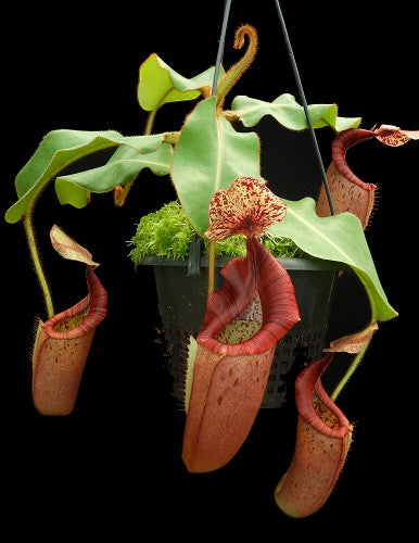 Nepenthes glandulifera x veitchii BE-3689