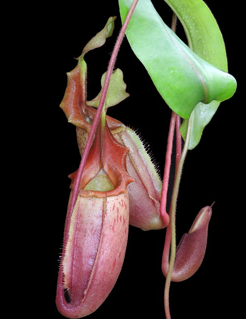 Nepenthes veitchii x mira BE-3696