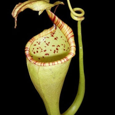 Nepenthes eymae