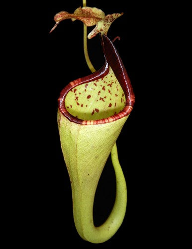 Nepenthes eymae