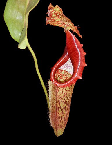 Nepenthes eymae