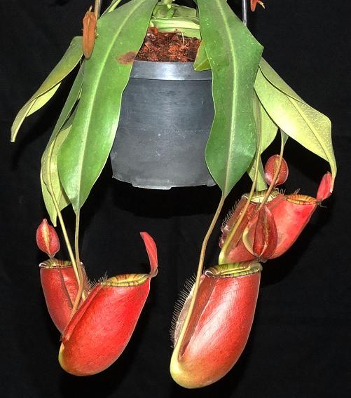 Nepenthes ampullaria x (spectabilis x talangensis)