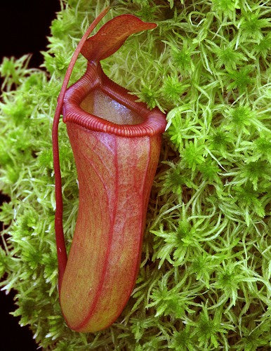 Nepenthes ventricosa x dubia