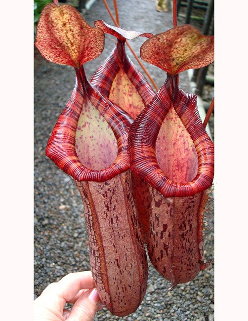 Nepenthes spectabilis x ventricosa