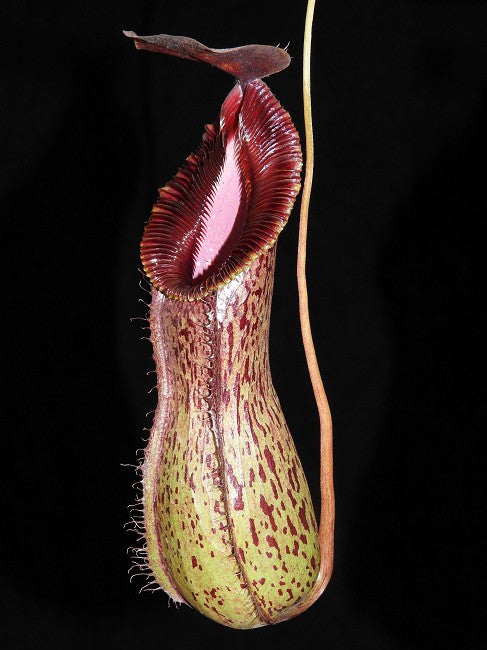 Nepenthes burkei x hamata BE-3747