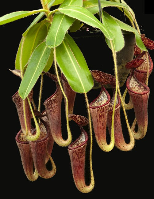 Nepenthes glandulifera BE-3766