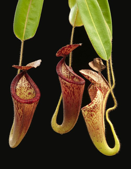 Nepenthes glandulifera Seedgrown