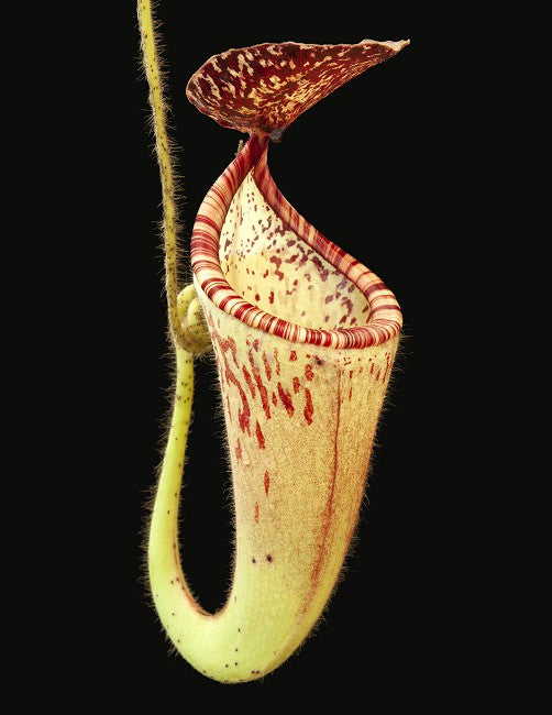 Nepenthes glandulifera BE-3766