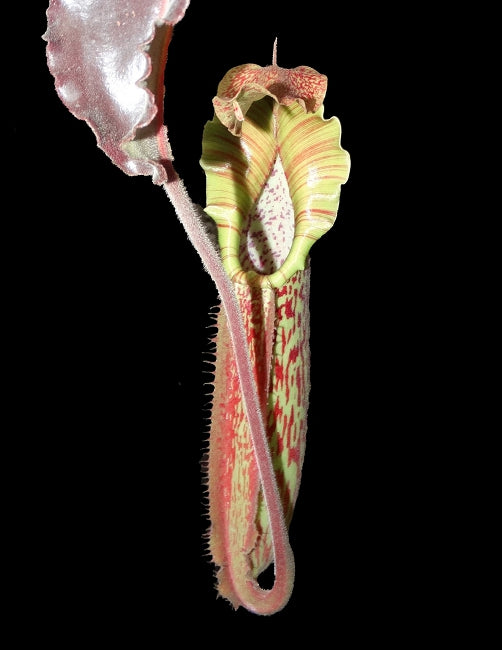 Nepenthes maxima 'Wavy Leaf' BE-3786