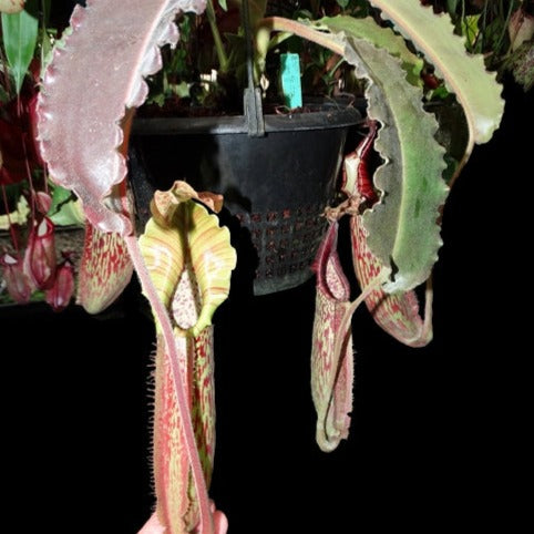 Nepenthes maxima 'Wavy Leaf' BE-3786