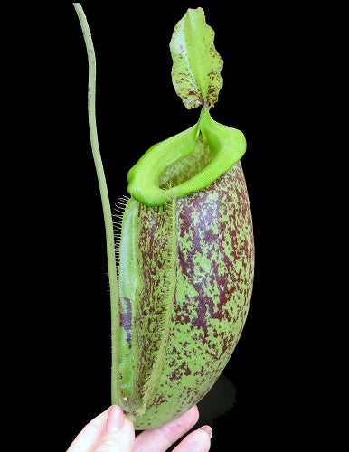 Nepenthes spathulata x ampullaria