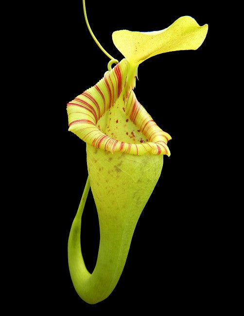 Nepenthes ovata