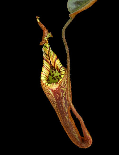 Nepenthes mollis BE-3921