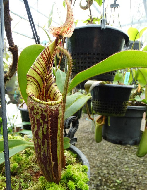 Nepenthes mollis BE-3921