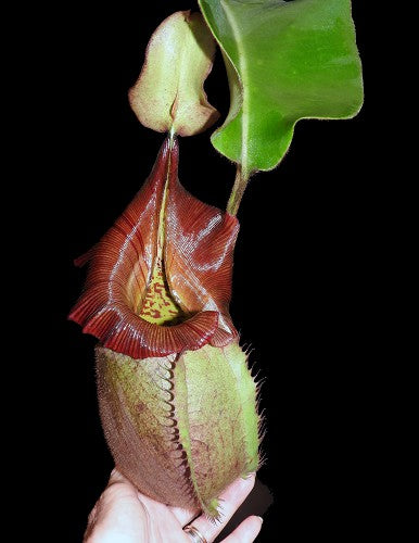 Nepenthes robcantleyi x veitchii BE-3933