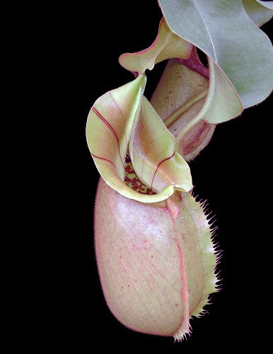 Nepenthes robcantleyi x veitchii BE-3933