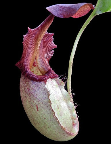 Nepenthes robcantleyi x veitchii BE-3933