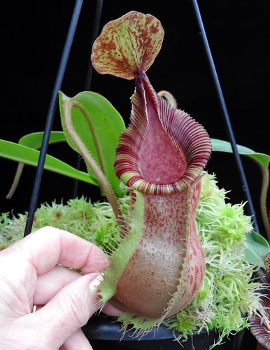 Nepenthes hamata x veitchii BE-3943