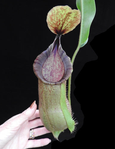 Nepenthes hamata x veitchii BE-3943