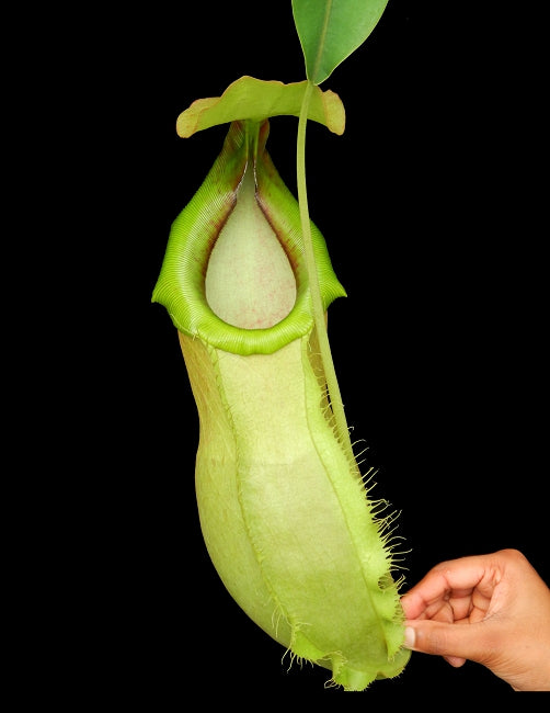 Nepenthes spathulata x merrilliana BE-3949