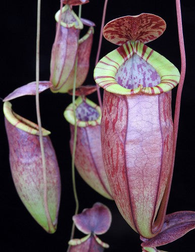 Nepenthes eustachya x tenuis BE-3971